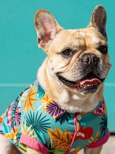 Eye-level medium close-up of a happy French Bulldog wearing a colorful tropical print shirt, sitting in warm natural daylight, vibrant teal background, 50mm lens