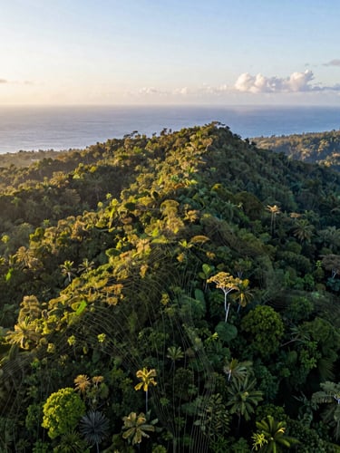 High-altitude environmental drone photograph of a lush green jungle canopy transitioning to a clear ridge line, golden hour sunlight, architectural overlay lines showing topography.