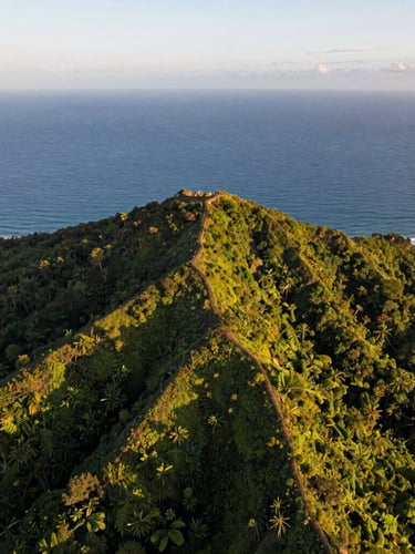 Warm editorial drone photography of a lush green ridge overlooking the ocean, golden-hour sunlight casting long shadows across the canopy, wide-angle aerial perspective.