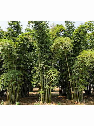 Wide-angle crisp corporate photograph of a high-yield Bambusa balcooa plantation in Gujarat, structured rows of mature green bamboo under bright natural daylight