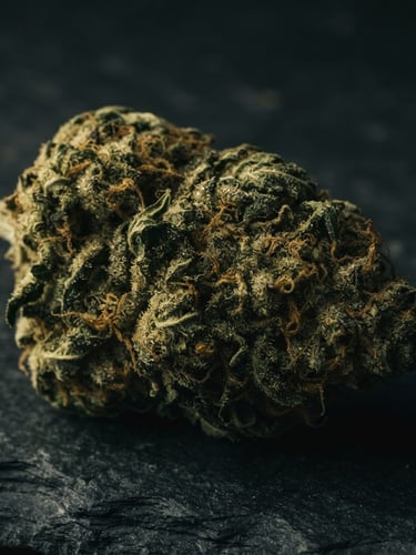 Macro close-up of premium dried cannabis flower on a dark slate surface, dramatic side-lighting, deep forest green and muted gold tones, high-end editorial.