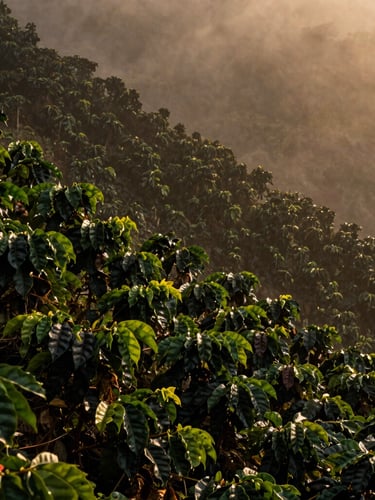 Portrait shot of lush green coffee plants on a steep volcanic slope, shrouded in morning mist, dramatic side-lighting, rich shadows, warm golden tones, wide-angle environmental shot, no people.