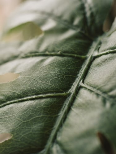 Extreme close-up of realistic artificial monstera leaf veins, soft natural window light, muted organic tones, clean architectural framing, 35mm