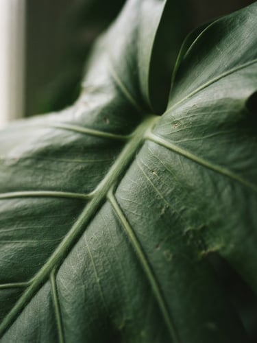 Extreme close-up of realistic monstera leaf veins, soft natural window light, muted organic tones, clean architectural framing, 35mm