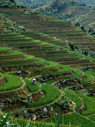 Wide environmental shot of terraced rice paddies on a steep hillside in northern Vietnam, a single farmer in a conical hat tending the lower terrace, deep green tones, overcast diffused morning light, built stone retaining walls visible in foreground detail