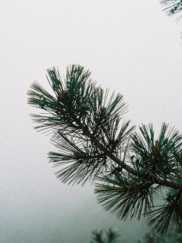 Tactile film photography of a single weathered bristlecone pine branch against a misty gray sky, soft overcast morning light, pine green tones, 35mm, shallow depth of field