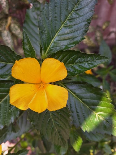 a photographer takes a close-up photo of a yellow flower with detailed green leaves.