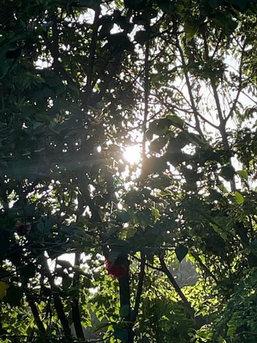 a glimpse of the sun amidst dense trees