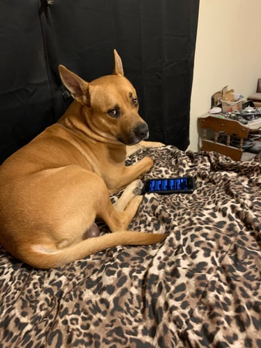 A brown tan dog sitting on a leopard print blanket next to a smartphone.