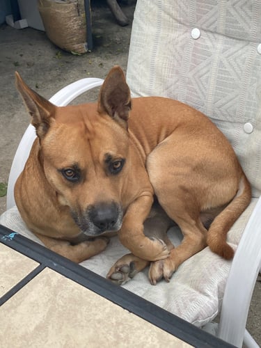 A tan short-haired mixed breed dog with pointed ears curls up on an outdoor patio chair.