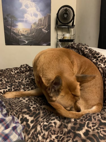 Brown dog licking tail