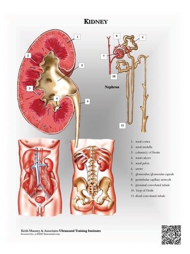Kidney anatomy chart.