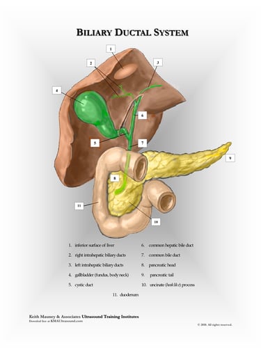 gallbladder, biliary system and pancreas anatomy chart.