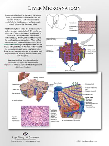 Liver microcirculation anatomy chart.