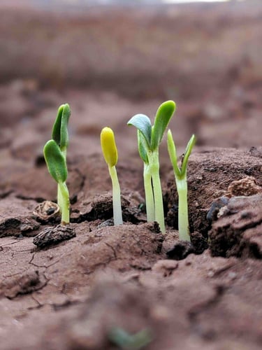 growing saplings