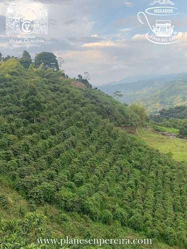 planes familiares en pereira