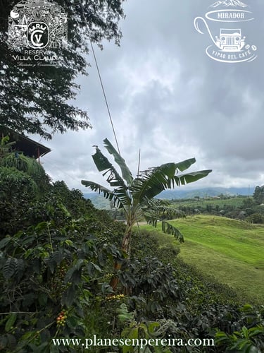 paseos en fincas cafeteras colombia