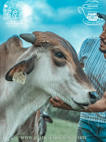 destinos turísticos en pereira