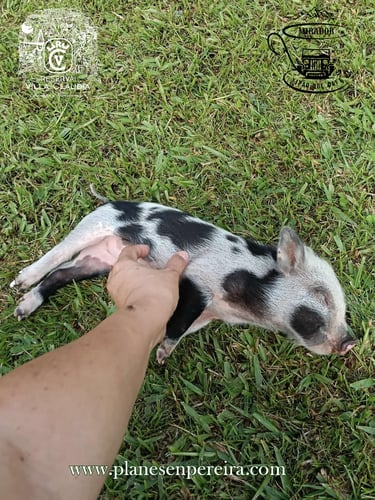 granjas para niños pereira