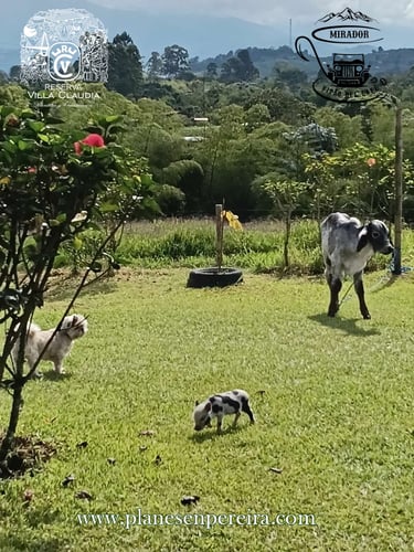 sitios para visitar en pereira