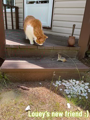 Louey the cat curiously greets a chipmunk on porch steps, a sweet moment of nature and friendship.