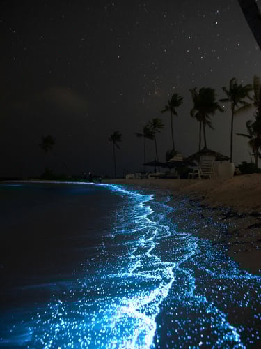 bioluminescence mexique holbox kayak