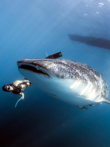 requin baleine mexique whale shark mexico