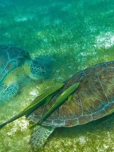 tortues tulum mexique snorkeling plongée