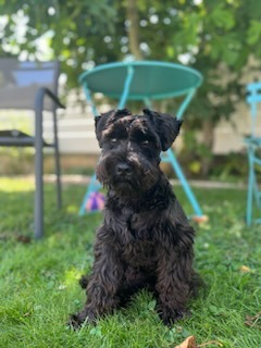 Gigi des Diamants Noirs d'Also