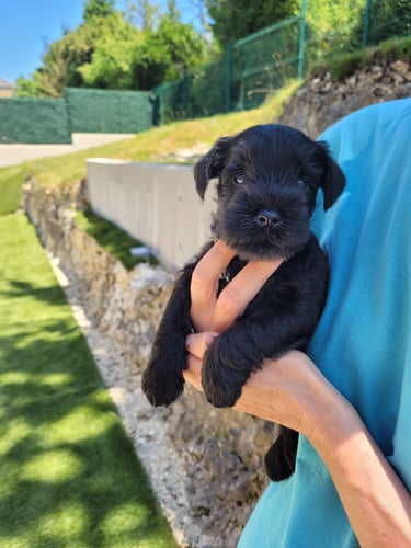 Chiot Schnauzer miniature