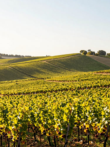 Wide environmental shot of golden hour vineyards in Burgundy, rolling hills under soft natural sunlight, calm and authentic French landscape