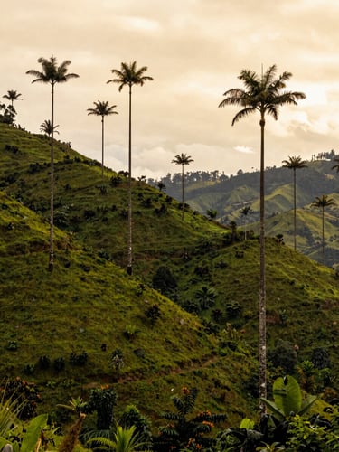 Warm editorial photography of lush green coffee region hills in Cocora Valley, tall wax palms reaching into a soft golden sky, 35mm