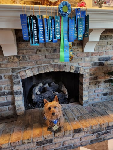 Silky Terrier, Top Dog, AKC, CPE, Nebraska, PVKC