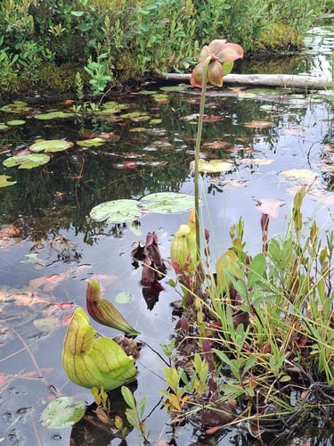 pitcher plants and their flower