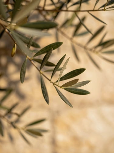 Warm editorial close-up of delicate olive leaves against a sun-drenched stone wall, golden light, shallow depth of field