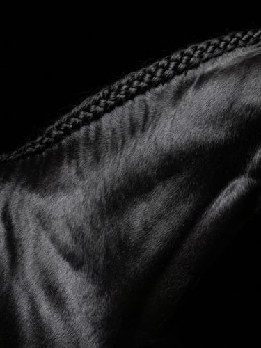 Macro shot of a black stallion's neck, showcasing an immaculate, tight running braid along the crest of the neck. Dramatic low-key side lighting catches the golden sheen of the hair and muscle definition, set against a solid obsidian black background, sharp focus on hair texture, 85mm lens.