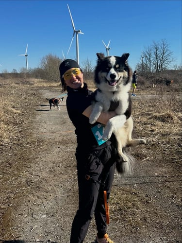 Yakutian laika europe puppy