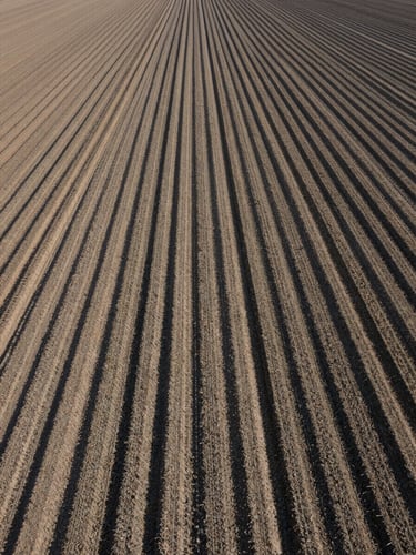 Overhead view of uniform crop rows in a large agricultural field under clear institutional daylight, geometric lines of planted rows extending to the horizon, no people, structural and precise, neutral mid-morning light