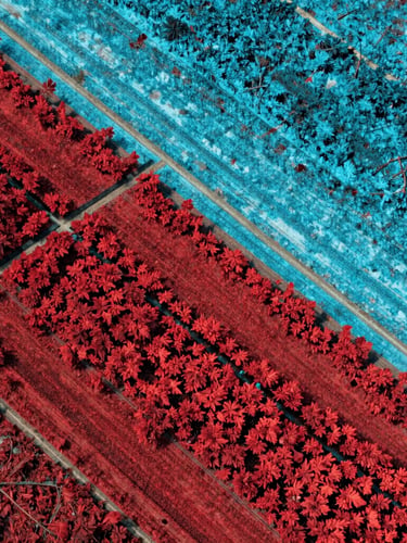 A multi-spectral vegetation heatmap of agricultural parcels, transitioning from deep infrared red to hyper-cyan, showing sharp geometric boundaries and high-contrast topography.