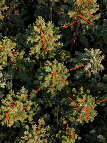 Nadir perspective aerial photograph of dense forest canopy, overlaid with safety-orange vector bounding boxes, natural light, high-contrast shadows.