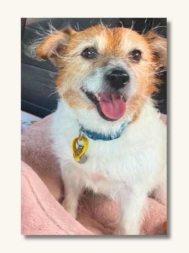 Elsa the Jack Russell Terrier, Sharan's studio assistant and beloved companion.
