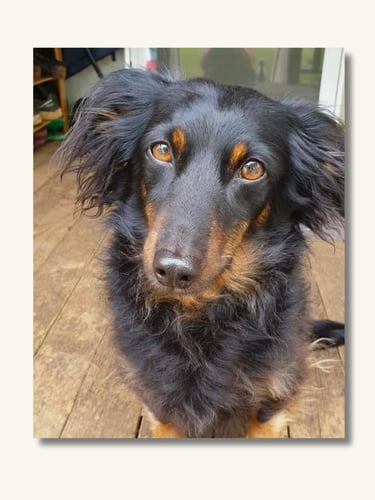 Reference photograph provided for a custom pet portrait commission.