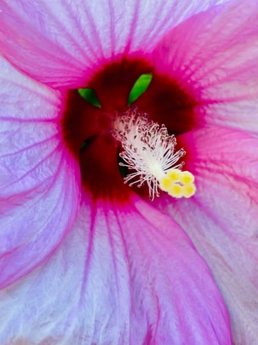 "Missing Summer's Kiss" Delicate yet bold, a close-up of a hibiscus flower