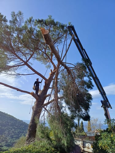 Abattage délicat avec camion grue