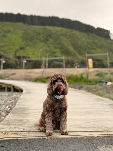 Oggy the Spoodle sitting on a Wellington walkway, Clean Planet Wellington's unofficial site visit co