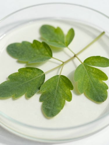 Macro close-up of fresh green moringa leaves on a clean white laboratory petri dish, bright natural daylight, soft shadows, 35mm