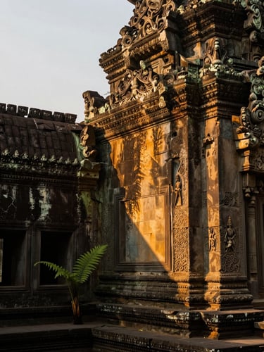 Landscape frame, right-bleed — close detail of morning light falling across ancient temple stone, the carved surface warm amber and deep shadow, a single green fern growing from a crevice at the lower left corner, no figures, soft overcast diffusion above the golden streak, stillness and geological specificity