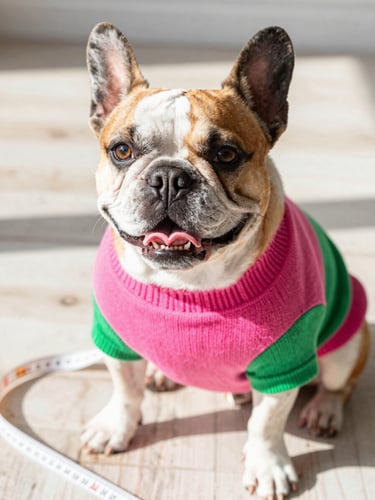 Close-up eye-level shot of a happy French Bulldog wearing a colorful pink and green handmade sweater, sitting next to a soft measuring tape on a light rustic floor, warm morning sunlight, vibrant cheerful tones, shallow depth of field