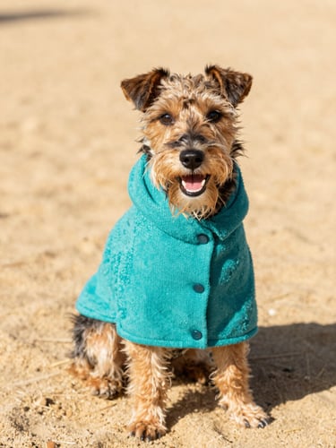 A happy small terrier dog wearing a vibrant teal hand-woven poncho, sitting on a warm sand colored rug, bright daylight, 35mm portrait