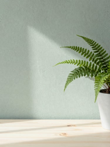 Close-up of a minimalist sage green concrete wall with a single potted fern, soft morning light casting delicate shadows across a light wood table.